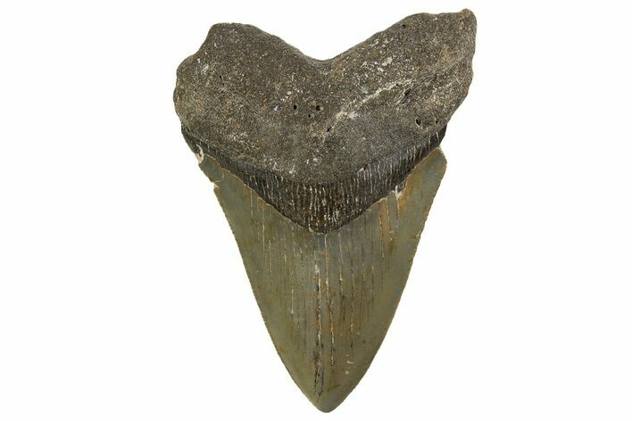 Serrated, Fossil Megalodon Tooth - North Carolina #342192
